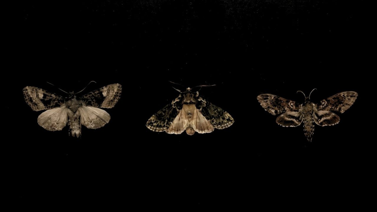 Fall Frame TV Art, Vintage Autumn Oil Painting (Three Moths on Black)