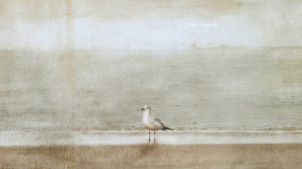 Nautical Frame TV Art, Coastal Oil Painting (Seagull on Misty Shore)