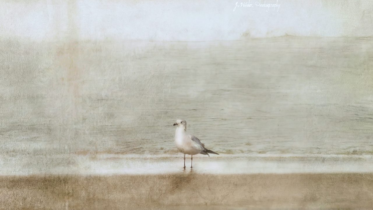 Vintage Frame TV Art, Antique Landscape Oil Painting (Seagull on Misty Shore)